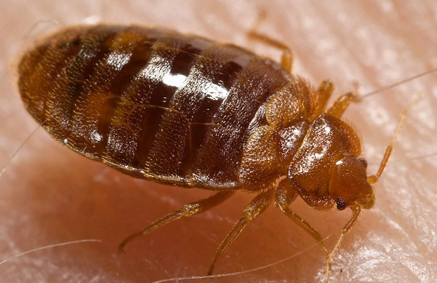 bed bugs in london