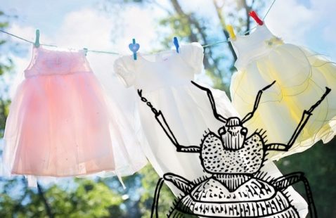 10 Steps to Take for Bed Bugs on Clothes