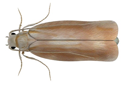 clothes moth image