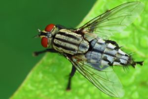 cluster fly in london garden