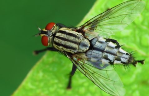 Are Flies Dangerous To Humans?
