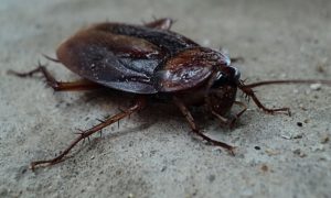 cockroach in a london business