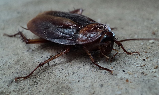 Keeping Your London Home And Business Cockroach Free