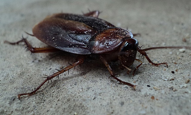 cockroach in a london business