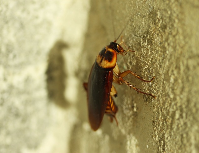 Health Problems Caused By Cockroaches