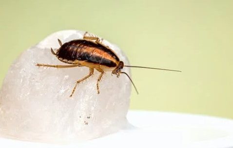 Why do we need for Cockroach control Experts?