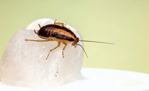 cockroach control tips