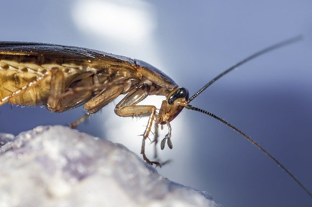cockroach crawling