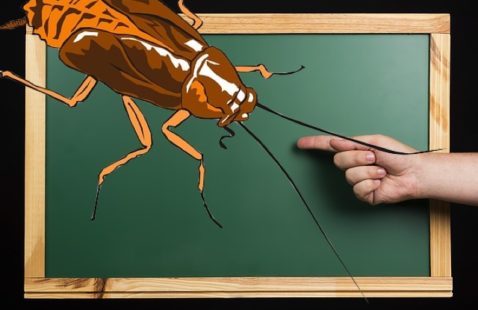 Does Classroom Clutter Attract Pests In Schools?