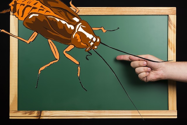 cockroach in london classroom