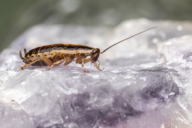 cockroach in london