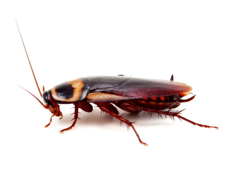 Having Problems with Cockroaches?