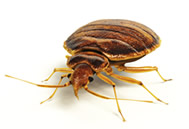 Bed Bug services