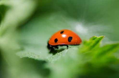 common garden pests