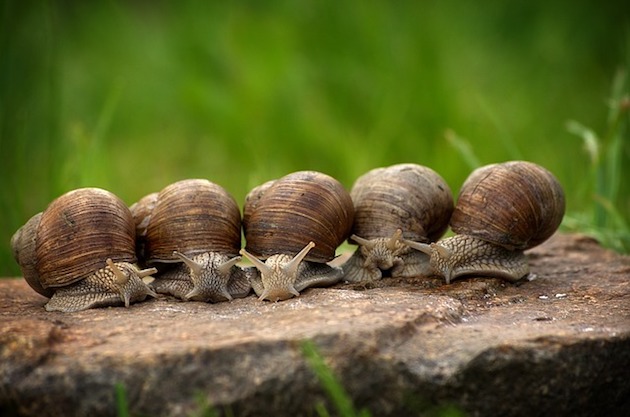 common garden pests