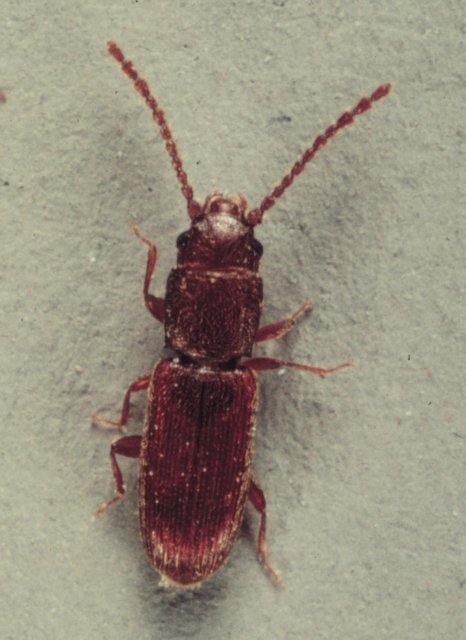 Flat Grain Beetle