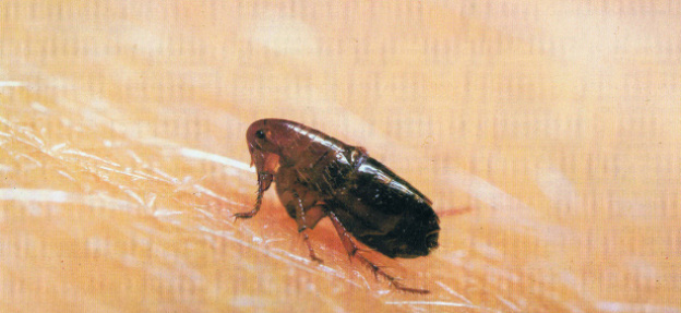 Common Flea