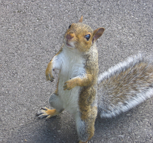 Don’t be Fooled by the Cute Grey Squirrel