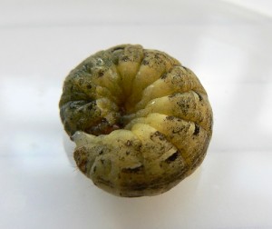 Cutworm
