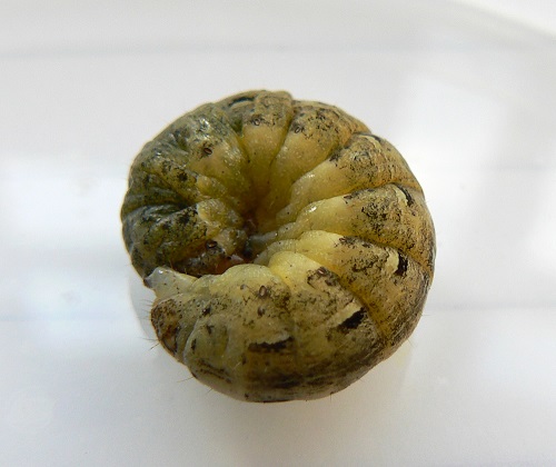 Cutworm