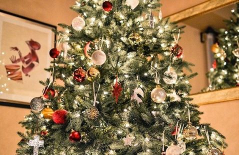 Look Out For Bugs In Christmas Trees