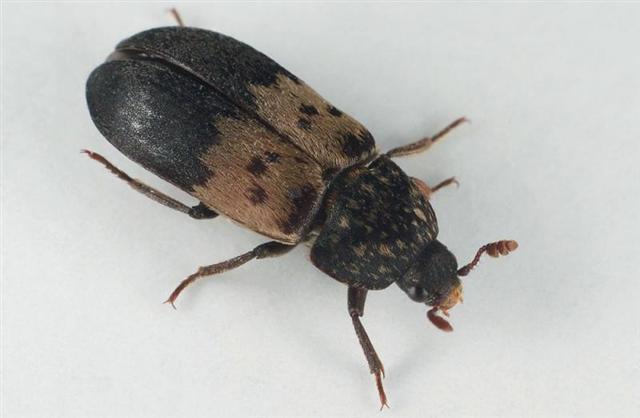 Dermestes Beetle