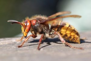 differences between hornets and wasps hornet