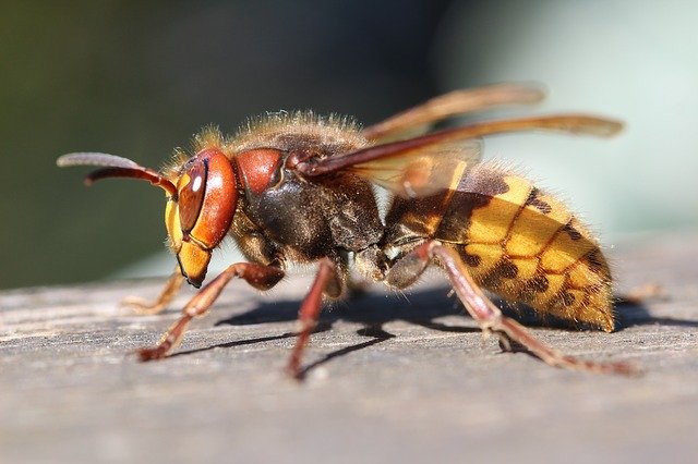 differences between hornets and wasps hornet