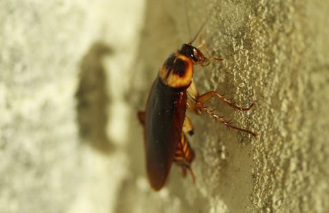 Top 10 Cockroaches Questions Answered