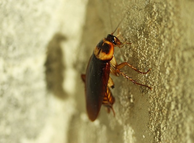 do cockroaches bite