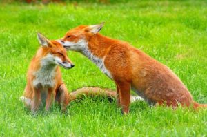 do foxes eat cats