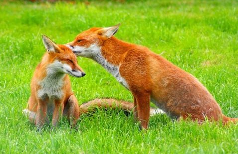 Do Foxes Eat or Attack Cats?
