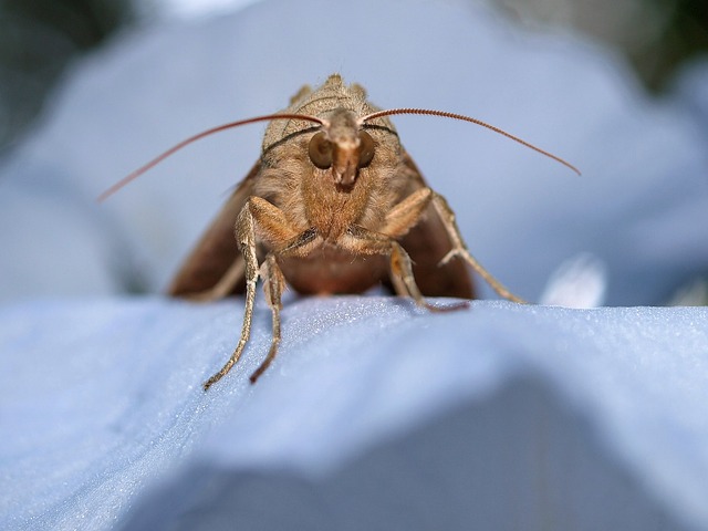 Do Moths Bite People Or Cause Allergies? | Empire Pest ...