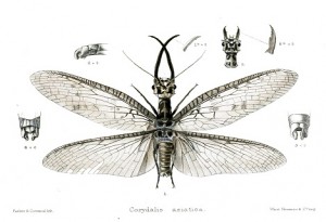 dobson fly