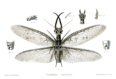 The world’s largest aquatic insect discovered in China 