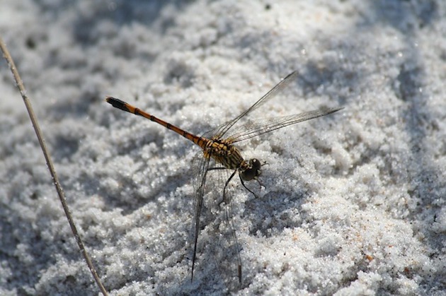 insect dragonfly