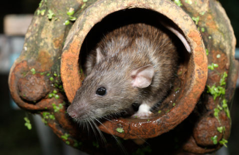 Drain Rat Flap & Other Rat Prevention Gadgets