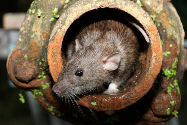 Drain Rat Flap & Other Rat Prevention Gadgets