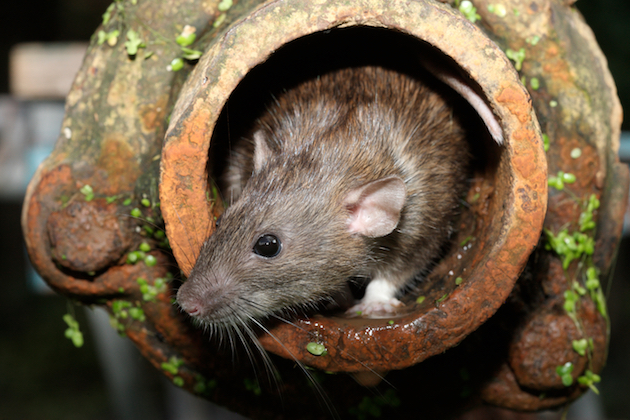 drain rat flap