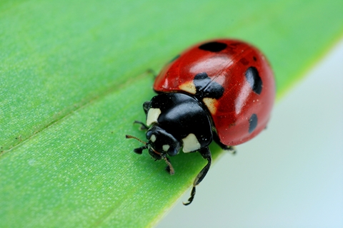 Beneficial Insects for Beating Garden Pests