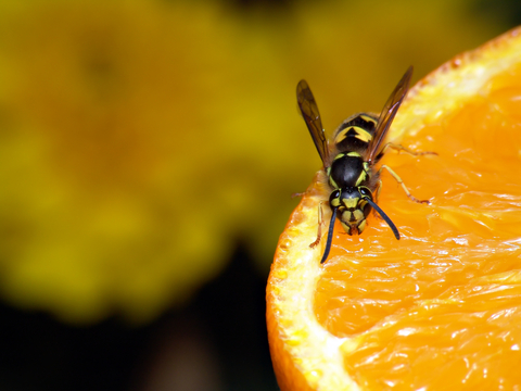 Protect Your Picnic from Pests