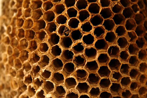 A Short Guide to Wasp Nests
