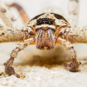 giant spider