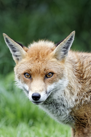 Tell-Tale Signs You Have A Fox Infestation