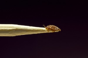 Bed Bug Enemy
