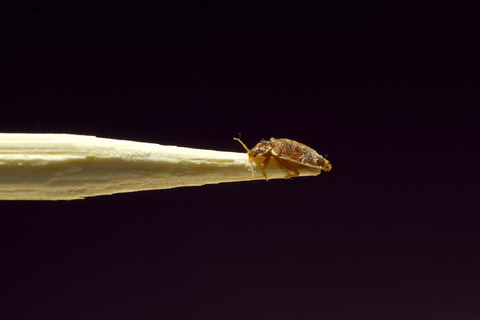 Know Your Enemy: Bed Bugs 