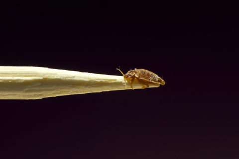 Bed Bug Enemy