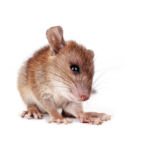 Mouse