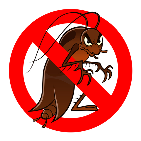 Bed Bugs