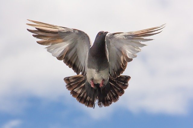 drones scare off pigeons